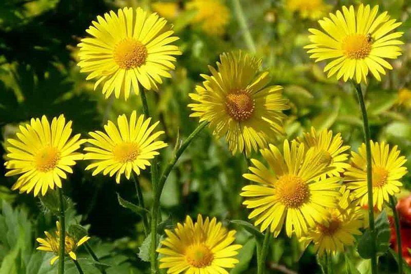 doronicum_cvetok-1.jpg