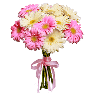 Gerbera white - 8, Gerbera pink - 7, Ribbon