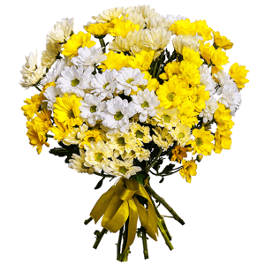 13 Daisy Poms with delivery Yaroslavl