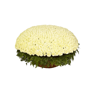 1001 White roses with delivery Yaroslavl