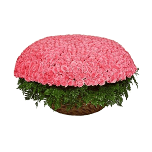 1001 Pink roses with delivery Yaroslavl