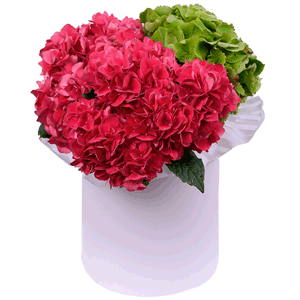 Green Hydrangea - 2, Pink Hydrangea - 2, Round flower box small , Oasis, Film