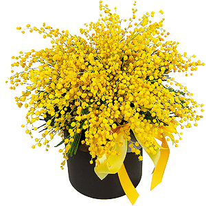 Hatbox with a Mimosa with delivery Yaroslavl