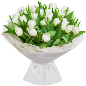 Tulip white - 27, Wrapping Paper, Ribbon