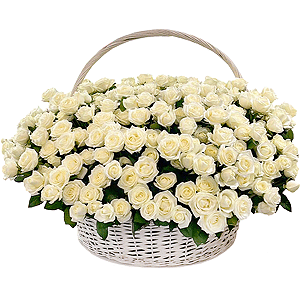 White rose 50 cm - 651, Huge basket, Oasis, Eucalyptus Cinerea, Ribbon