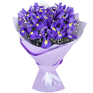 Irises - 21, Gypsophila - 2, Wrapping Paper